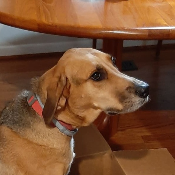 Meet your Posher, Toby - Picture 1 of 1